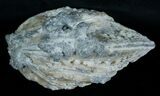 Calcite Crystal Filled Clam Fossil - #6046-3